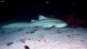 Maldives 2021 - Requin leopard - Leopard shark - Stegostoma fasciatum - DSC00759_rc